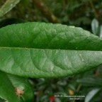 Elaeodendron orientale. ( Cassine orientalis ) bois rouge( feuille adulte ).celastraceae.endémique Réunion Maurice Rodrigues..jpeg