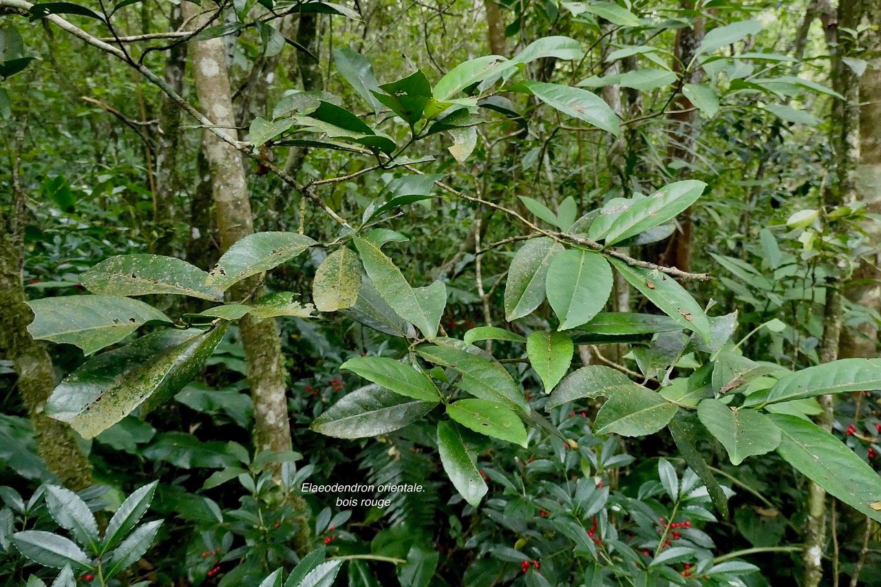 Elaeodendron orientale. ( Cassine orientalis ) bois rouge.celastraceae.endémique Réunion Maurice Rodrigues..jpeg