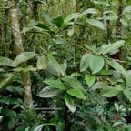 Elaeodendron orientale. ( Cassine orientalis ) bois rouge.celastraceae.endémique Réunion Maurice Rodrigues..jpeg