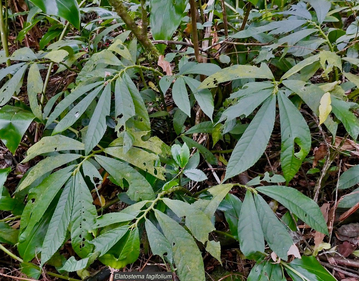 Elatostema fagifolium  urticaceae.indigène Réunion;.jpeg