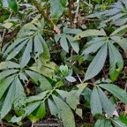 Elatostema fagifolium  urticaceae.indigène Réunion;.jpeg