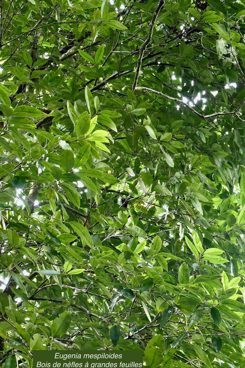 Eugenia mespiloides  Bois de nèfles à grandes feuilles myrtaceae. endémique Réunion.jpeg
