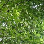 Eugenia mespiloides  Bois de nèfles à grandes feuilles myrtaceae. endémique Réunion.jpeg