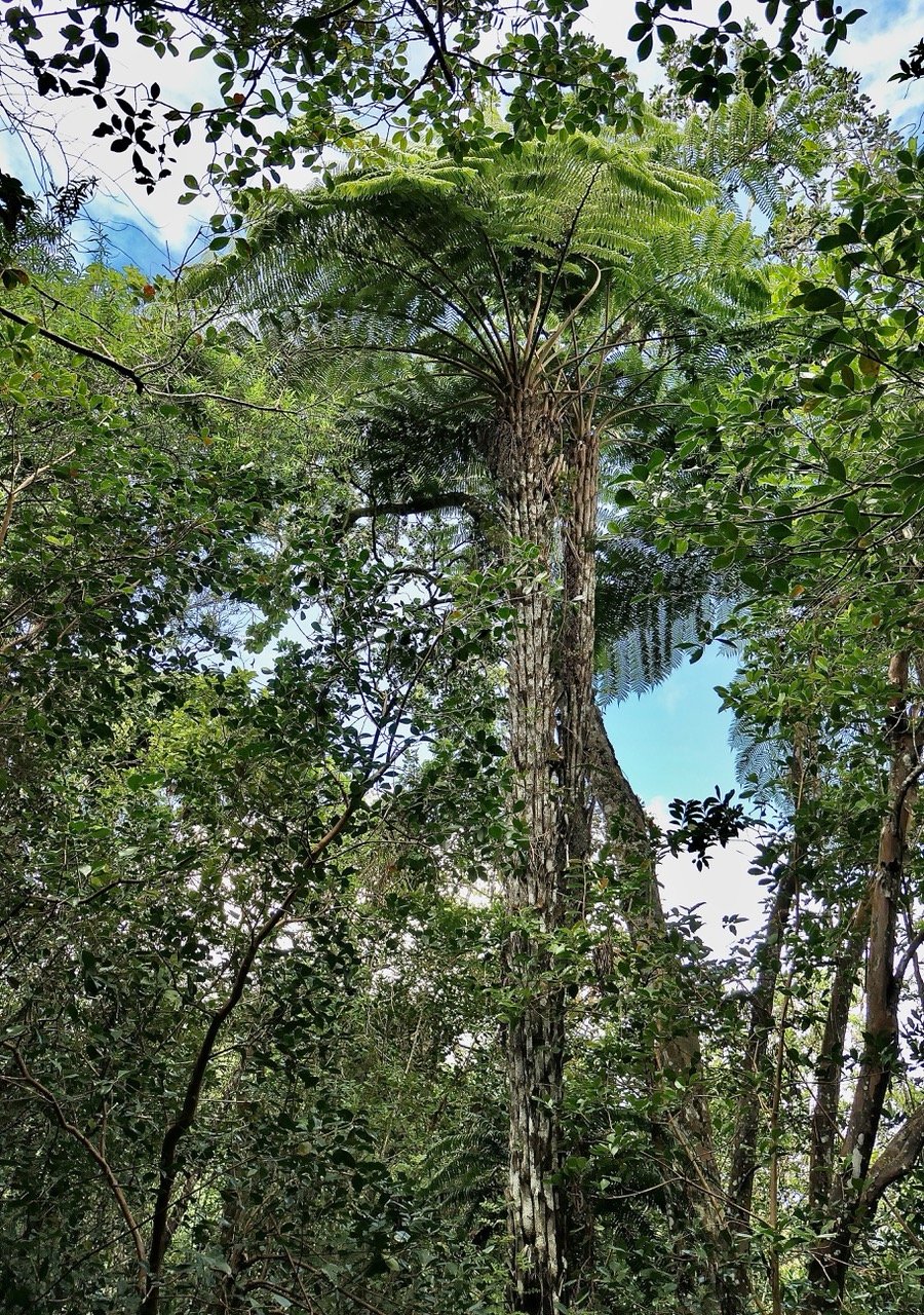 fanjan femelle de très grande taille.jpeg