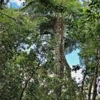 fanjan femelle de très grande taille.jpeg