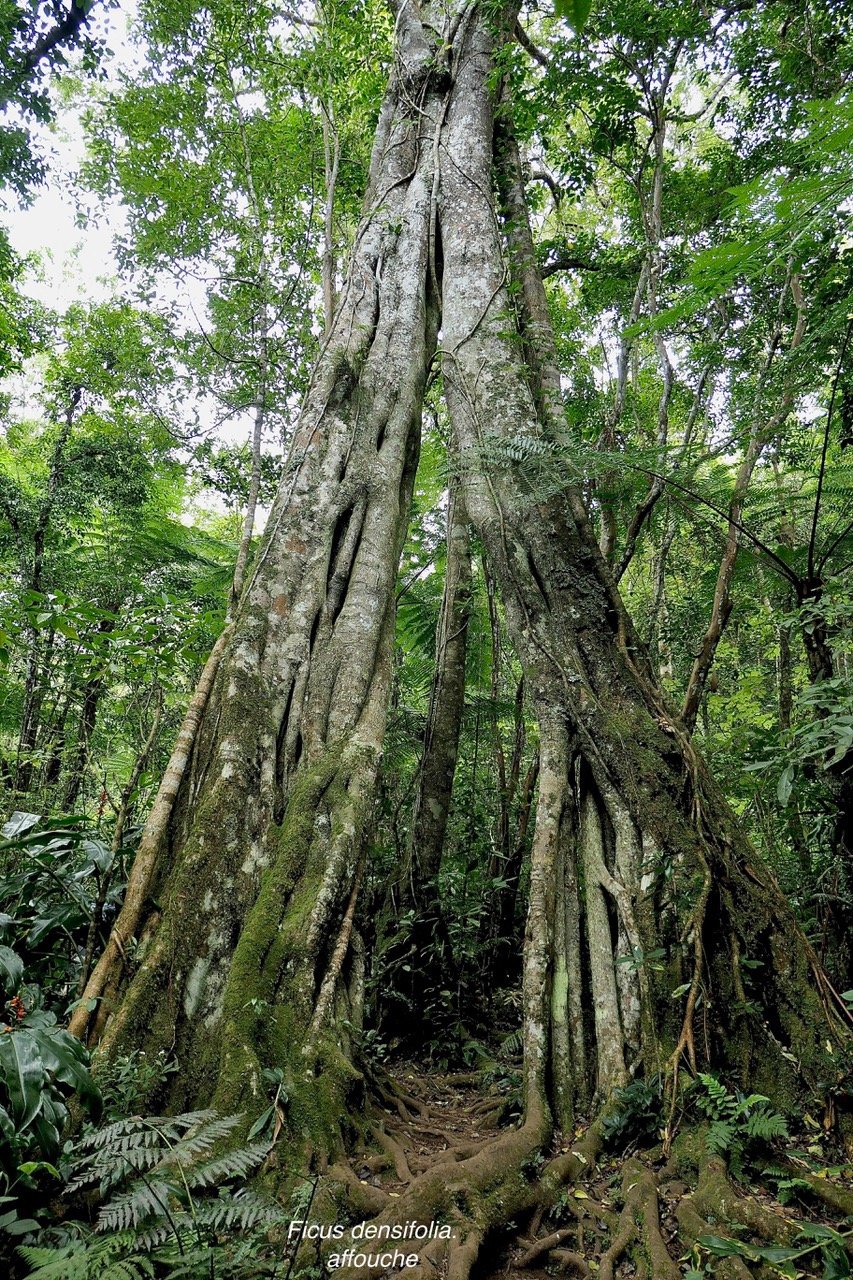 Ficus densifolia.affouche.grand affouche.moraceae.endémique Réunion Maurice. (1).jpeg