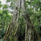 Ficus densifolia.affouche.grand affouche.moraceae.endémique Réunion Maurice. (1).jpeg