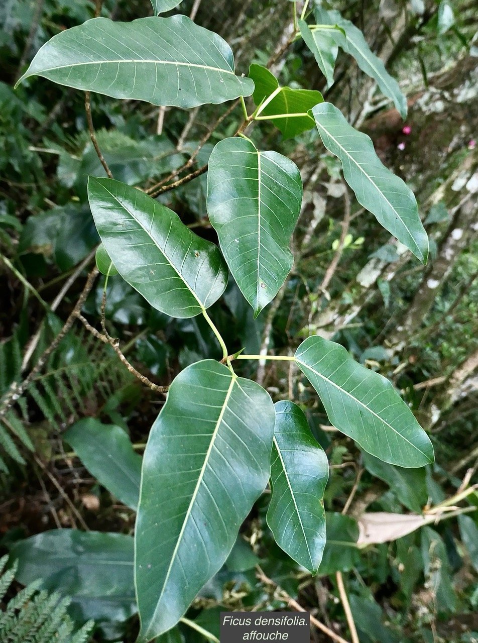 Ficus densifolia.affouche.grand affouche.moraceae.endémique Réunion Maurice..jpeg