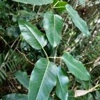 Ficus densifolia.affouche.grand affouche.moraceae.endémique Réunion Maurice..jpeg