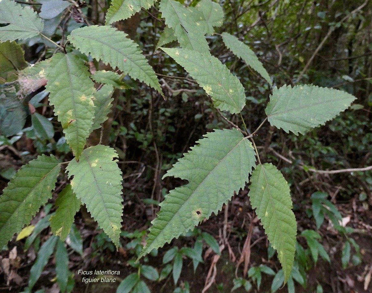 Ficus laterifloraVahl.figuier blanc.moraceae.endémique Réunion Maurice..jpeg