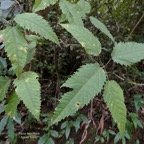Ficus laterifloraVahl.figuier blanc.moraceae.endémique Réunion Maurice..jpeg