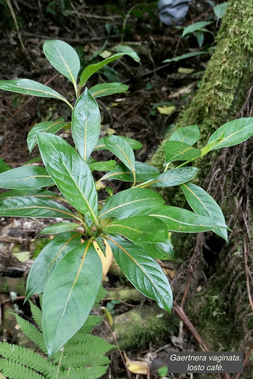 Gaertnera vaginata. losto café.rubiaceae.endémique Réunion..jpeg