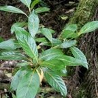 Gaertnera vaginata. losto café.rubiaceae.endémique Réunion..jpeg