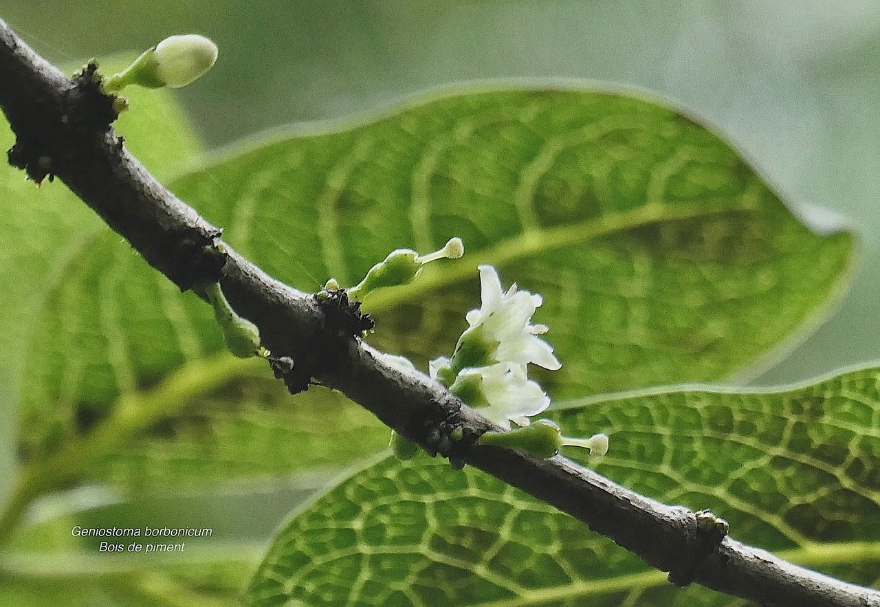 Geniostoma borbonicum  Bois de piment  bois de rat. loganiaceae endémique Réunion Maurice. (1).jpeg