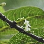 Geniostoma borbonicum  Bois de piment  bois de rat. loganiaceae endémique Réunion Maurice. (1).jpeg