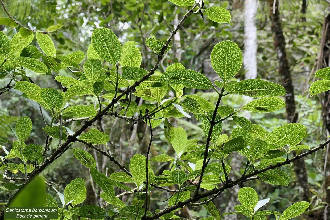 Geniostoma borbonicum  Bois de piment  bois de rat. loganiaceae endémique Réunion Maurice..jpeg