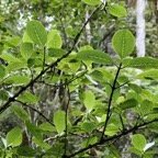 Geniostoma borbonicum  Bois de piment  bois de rat. loganiaceae endémique Réunion Maurice..jpeg