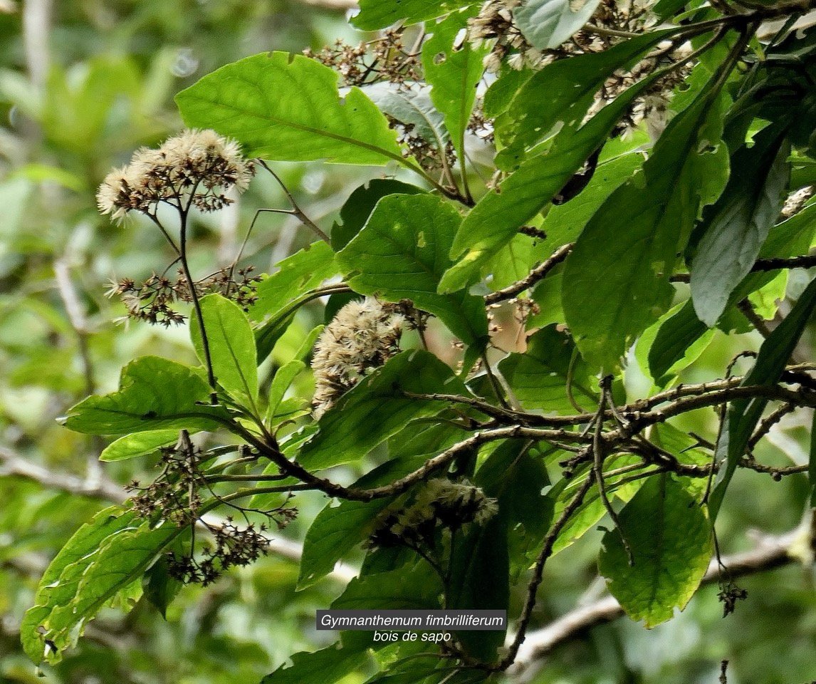 Gymnanthemum fimbrilliferum  (ex Vernonia fimbrillifera )Bois de source.bois de sapo.asteraceae. endémique Réunion..jpeg