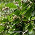 Gymnanthemum fimbrilliferum  (ex Vernonia fimbrillifera )Bois de source.bois de sapo.asteraceae. endémique Réunion..jpeg