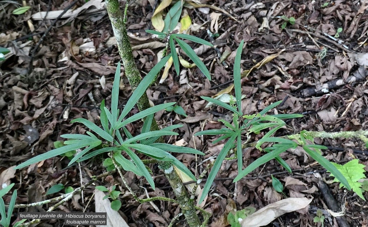 Hibiscus boryanus.foulsapate marron.mahot bâtard.( feuillage juvenile ) malvaceae.endémique Réunion Maurice..jpeg
