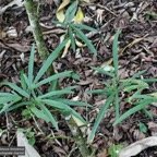 Hibiscus boryanus.foulsapate marron.mahot bâtard.( feuillage juvenile ) malvaceae.endémique Réunion Maurice..jpeg