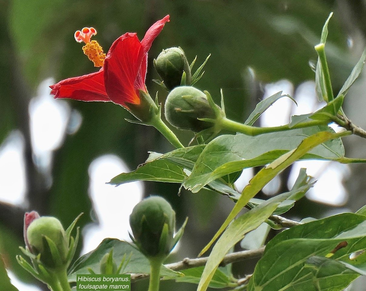 Hibiscus boryanus.foulsapate marron.mahot bâtard.malvaceae.endémique Réunion Maurice. (1).jpeg