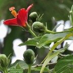 Hibiscus boryanus.foulsapate marron.mahot bâtard.malvaceae.endémique Réunion Maurice. (1).jpeg