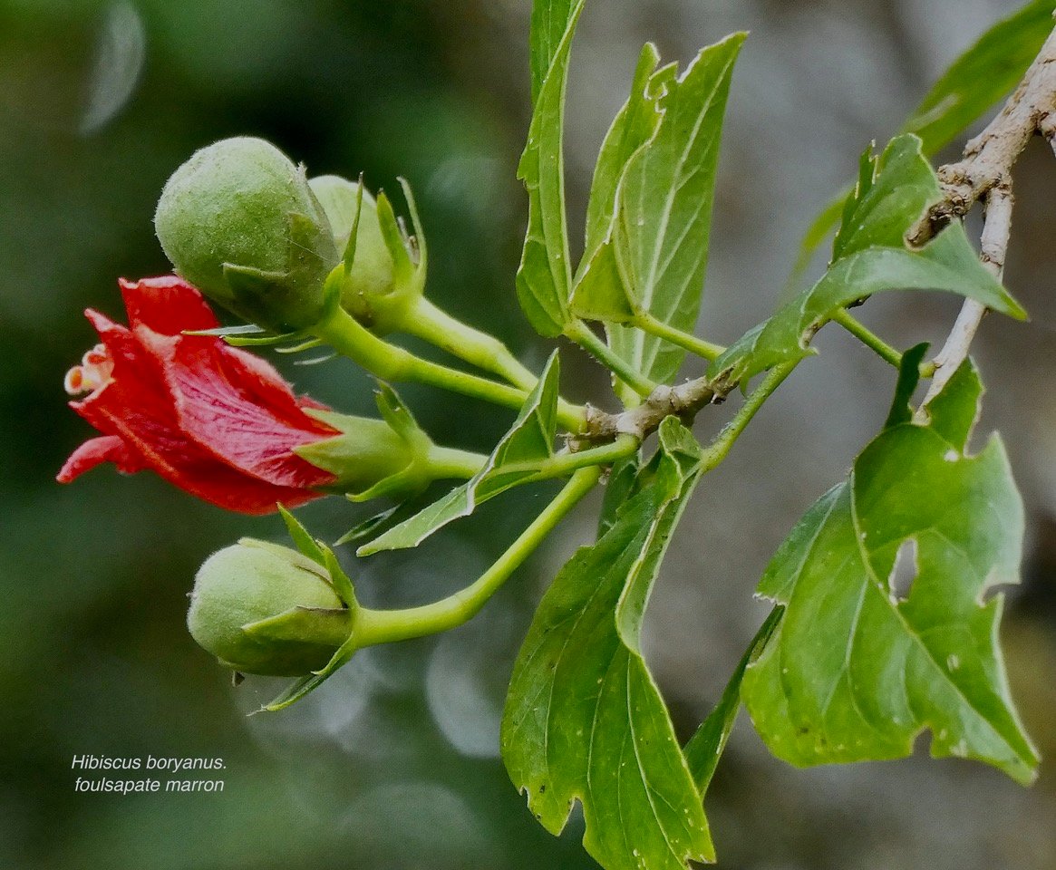 Hibiscus boryanus.foulsapate marron.mahot bâtard.malvaceae.endémique Réunion Maurice..jpeg