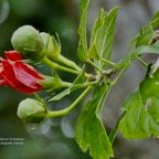 Hibiscus boryanus.foulsapate marron.mahot bâtard.malvaceae.endémique Réunion Maurice..jpeg