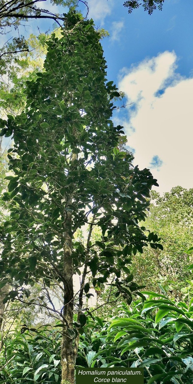 Homalium paniculatum. Corce blanc .bois de bassin.salicaceae.endémique Réunion Maurice..jpeg