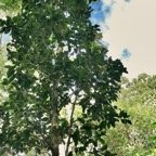 Homalium paniculatum. Corce blanc .bois de bassin.salicaceae.endémique Réunion Maurice..jpeg