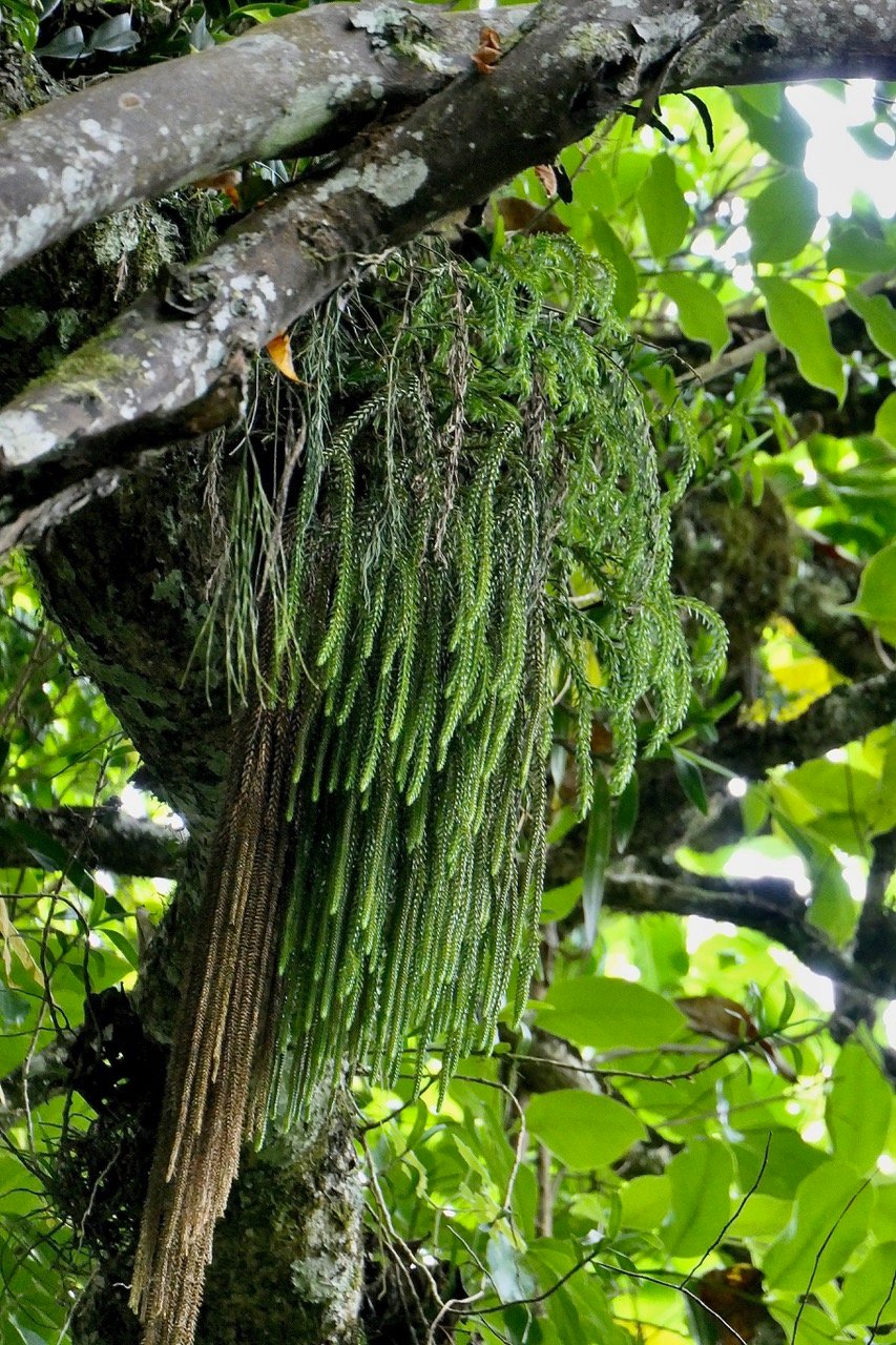 Huperzia ophioglossoides .épaulette sur branche de Polyscias repanda .. lycopodiaceae. indigène Réunion..jpeg