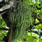 Huperzia ophioglossoides .épaulette sur branche de Polyscias repanda .. lycopodiaceae. indigène Réunion..jpeg