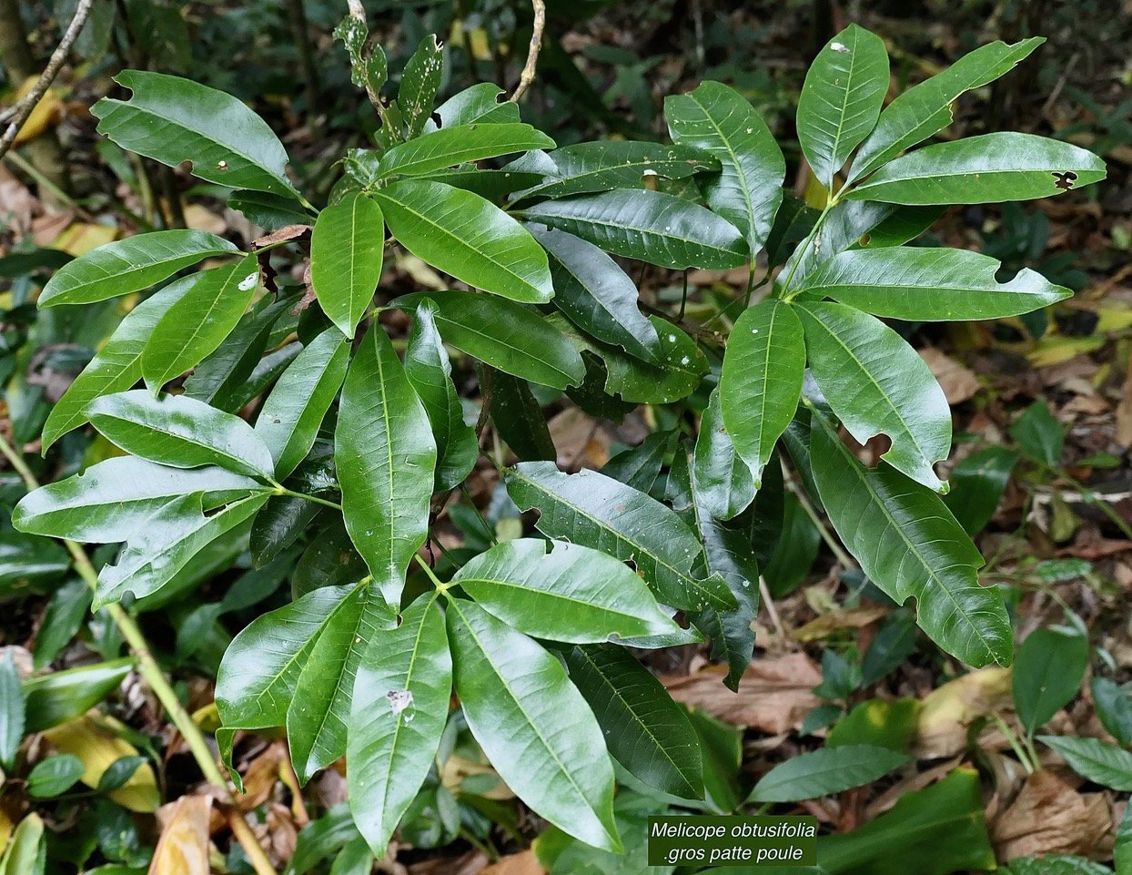 Melicope obtusifolia.gros patte poule.( jeune plant ) rutaceae. endémique Réunion Maurice..jpeg