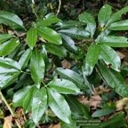 Melicope obtusifolia.gros patte poule.( jeune plant ) rutaceae. endémique Réunion Maurice..jpeg