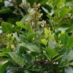 Molinaea alternifolia  Tan Georges.sapindaceae.endémique Réunion Maurice..jpeg