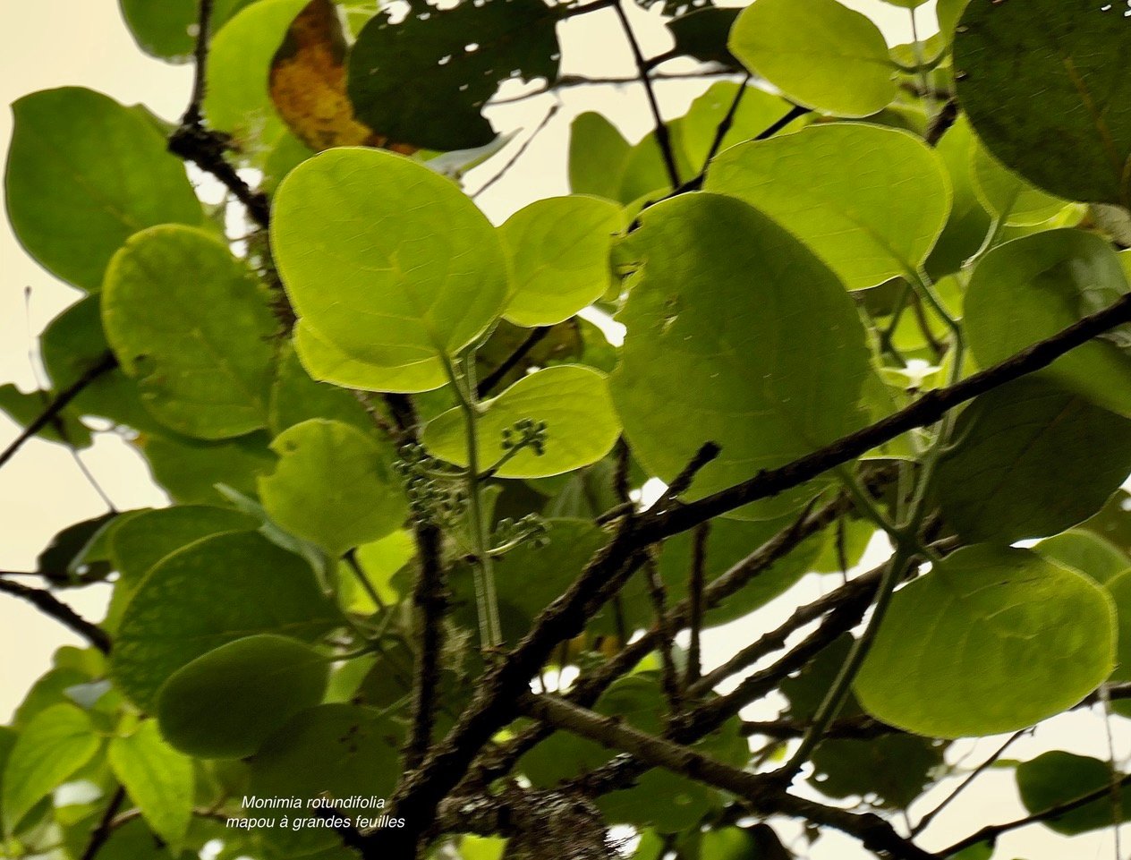 Monimia rotundifolia  mapou à grandes feuilles monimiaceae endémique Réunion.jpeg
