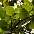 Monimia rotundifolia  mapou à grandes feuilles monimiaceae endémique Réunion.jpeg