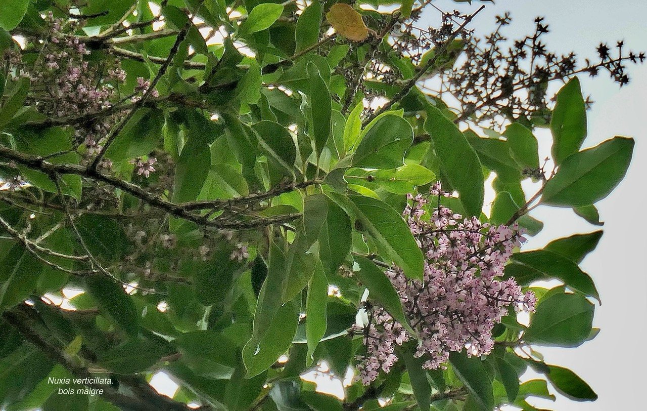 Nuxia verticillata.bois maigre.stilbaceae.endémique Réunion Maurice. (1).jpeg