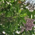 Nuxia verticillata.bois maigre.stilbaceae.endémique Réunion Maurice. (1).jpeg