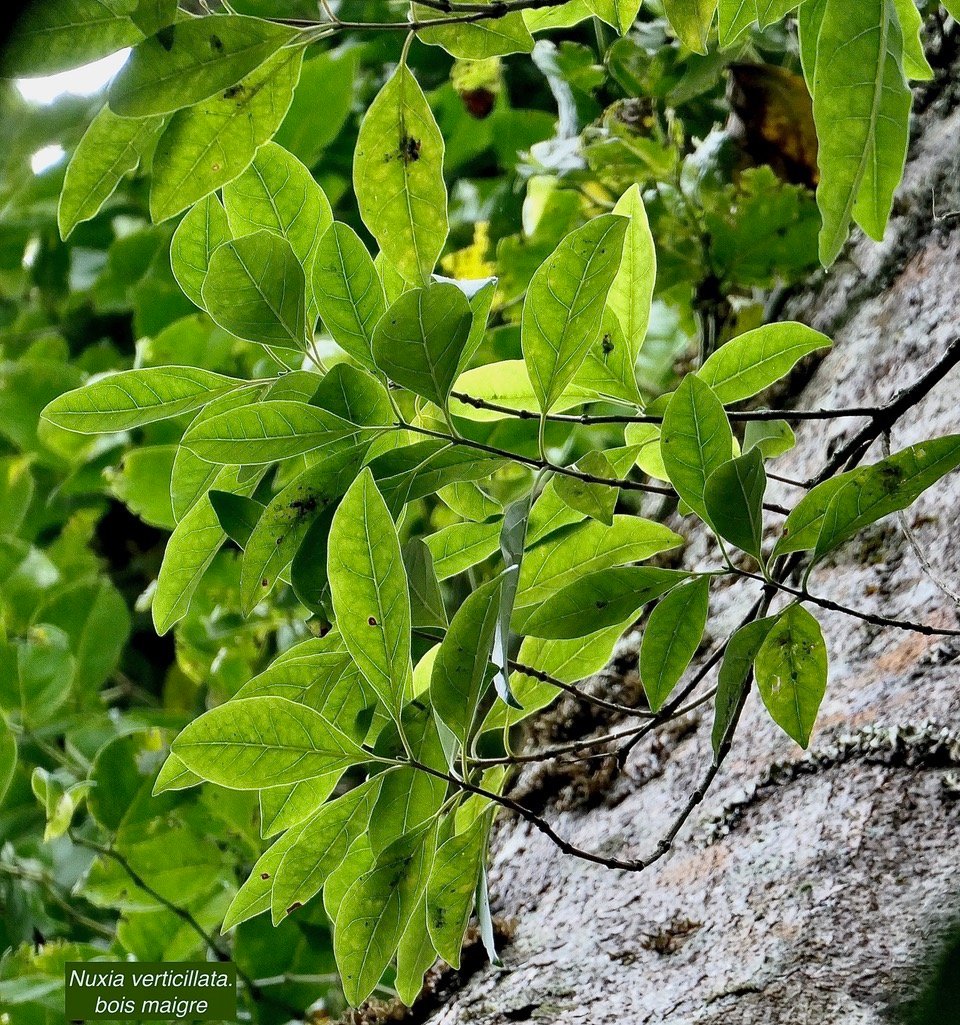 Nuxia verticillata.bois maigre.stilbaceae.endémique Réunion Maurice..jpeg
