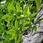 Nuxia verticillata.bois maigre.stilbaceae.endémique Réunion Maurice..jpeg