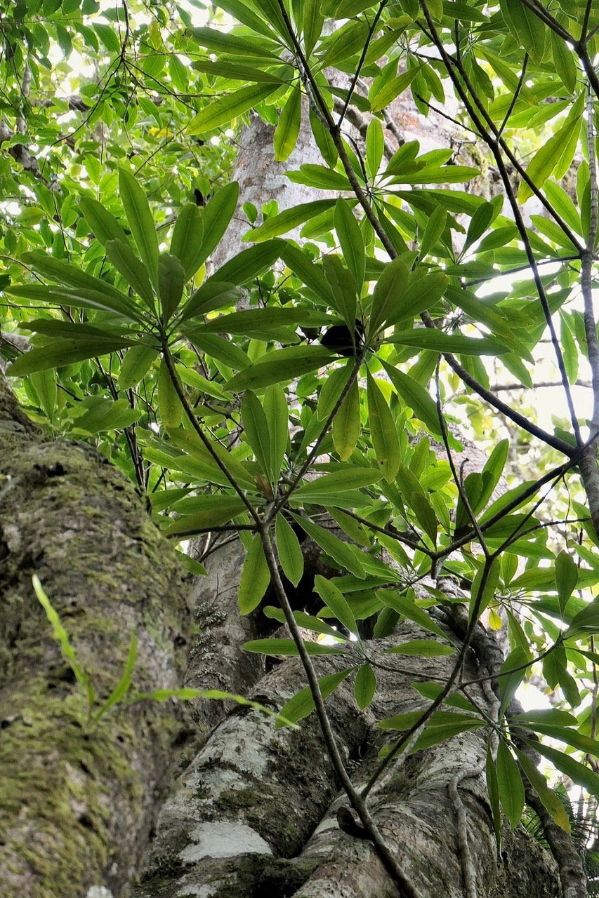 Ochrosia borbonica.bois jaune  ( adossé à un Ficus densifolia ).apocynaceae.endémique Réunion Maurice..jpeg