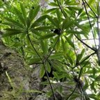 Ochrosia borbonica.bois jaune  ( adossé à un Ficus densifolia ).apocynaceae.endémique Réunion Maurice..jpeg
