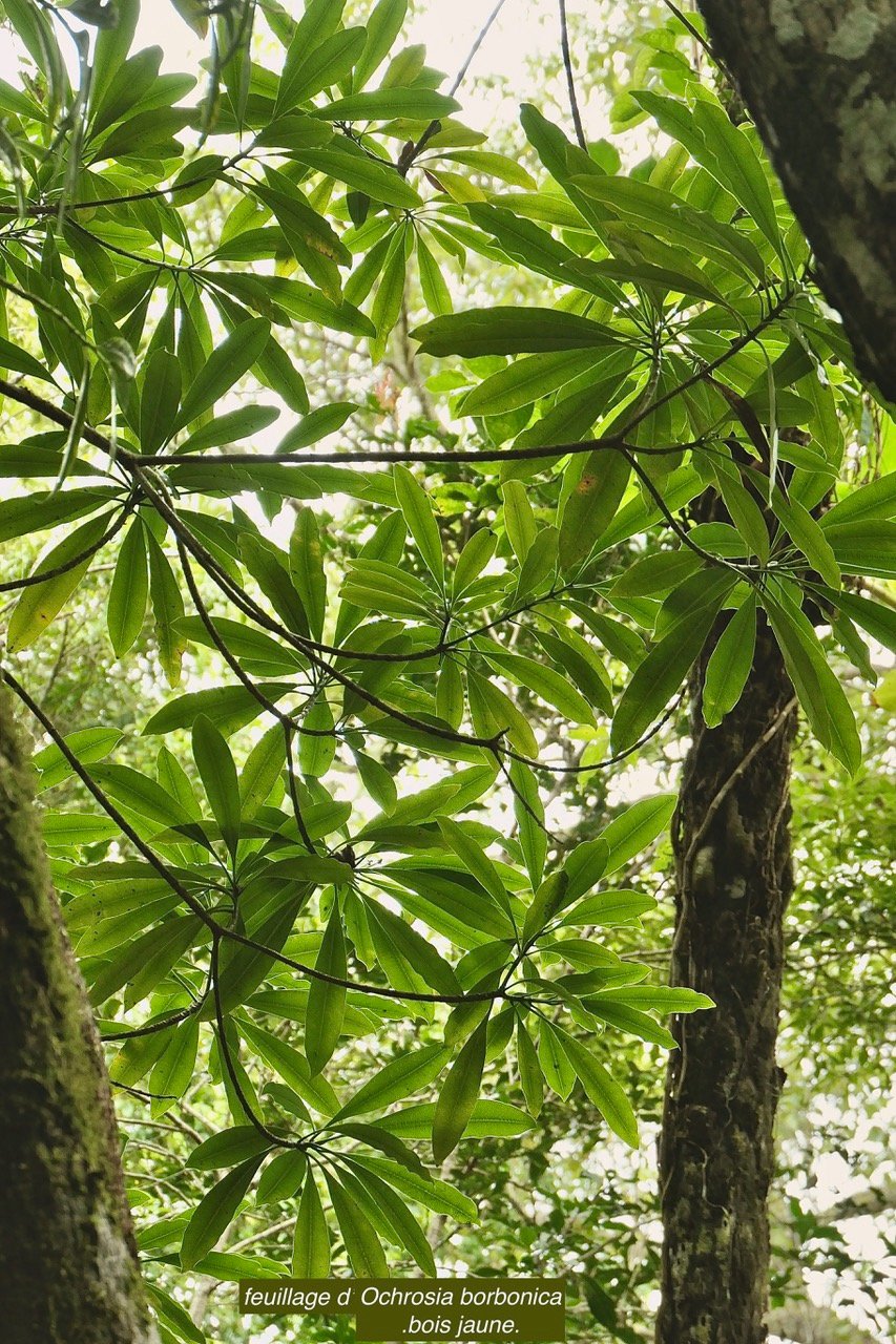Ochrosia borbonica.bois jaune.apocynaceae.endémique Réunion Maurice..jpeg