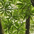 Ochrosia borbonica.bois jaune.apocynaceae.endémique Réunion Maurice..jpeg