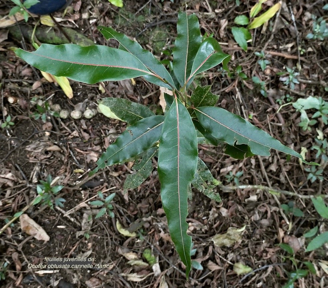 Ocotea obtusata.cannelle marron ( feuilles juvéniles ) .lauraceae. endémique Réunion Maurice..jpeg