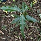 Ocotea obtusata.cannelle marron ( feuilles juvéniles ) .lauraceae. endémique Réunion Maurice..jpeg