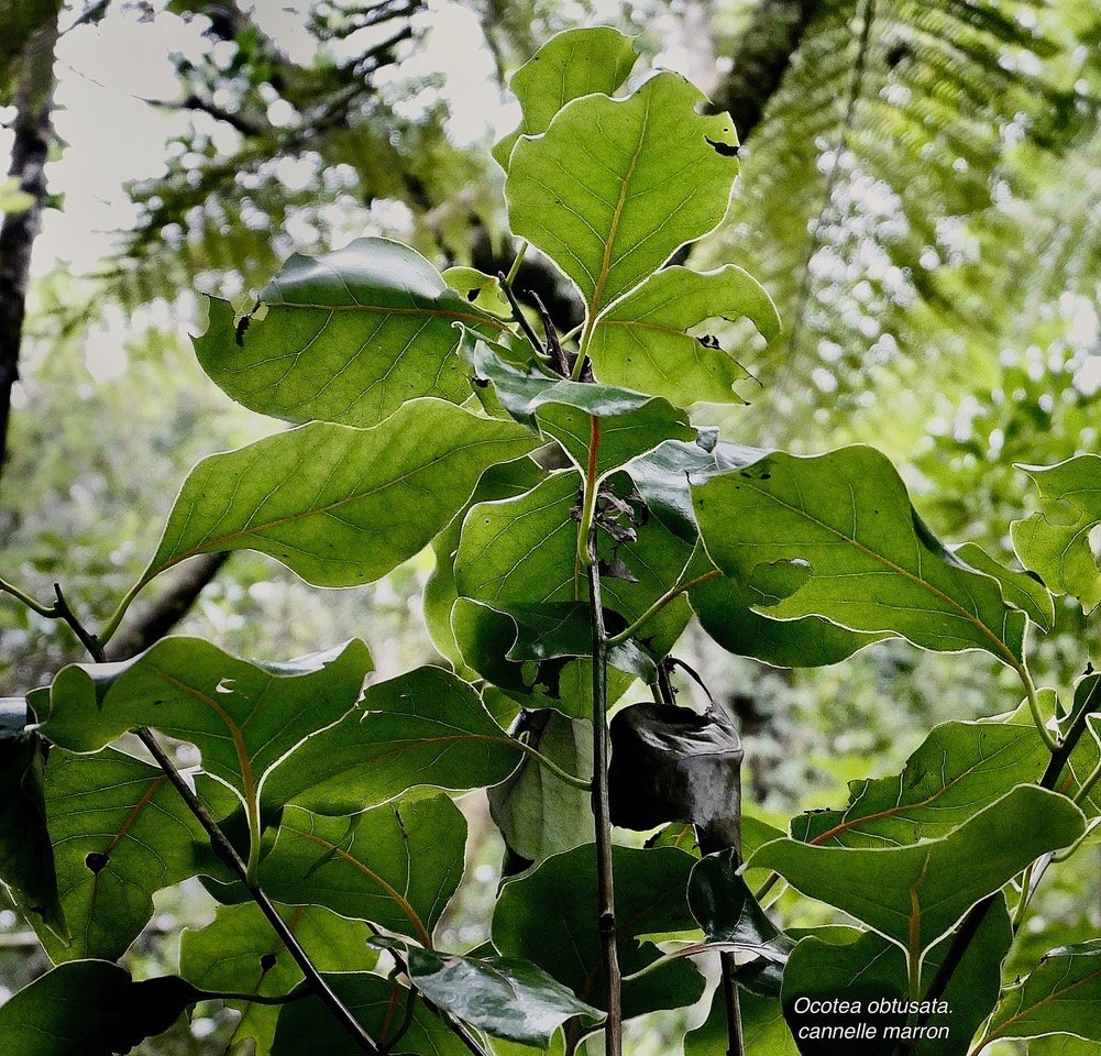 Ocotea obtusata.cannelle marron .lauraceae. endémique Réunion Maurice..jpeg