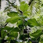 Ocotea obtusata.cannelle marron .lauraceae. endémique Réunion Maurice..jpeg